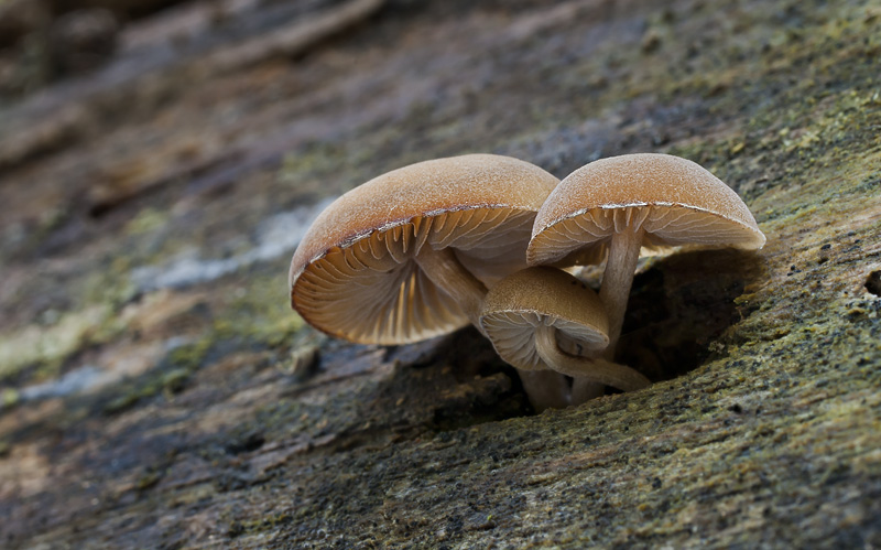 Simocybe suptuosa